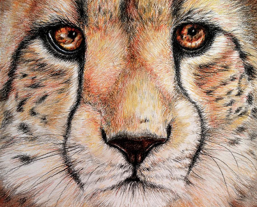 cheetah body drawing