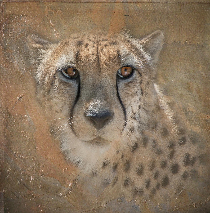 Portrait of a Cheetah Photograph by Teresa Wilson