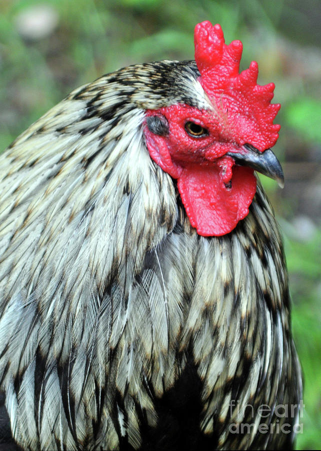 Portrait Of A Chicken Photograph by Lydia Holly