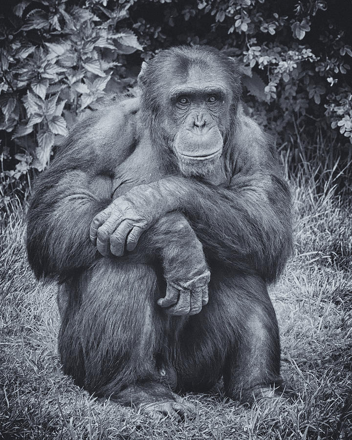 Portrait Of A Chimp Photograph by Chris Boulton