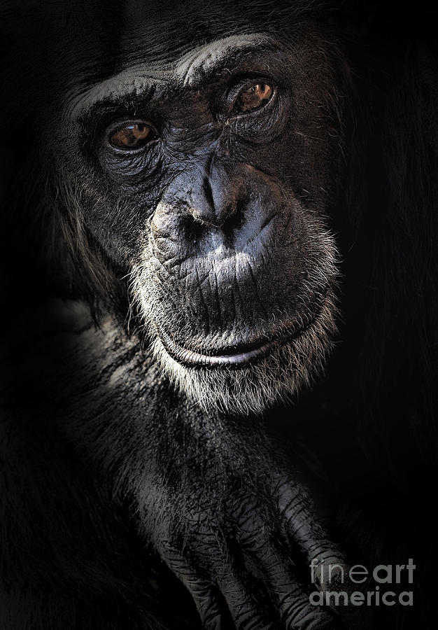 Chimpanzee Photograph - Portrait of a chimpanzee by Sheila Smart Fine Art Photography