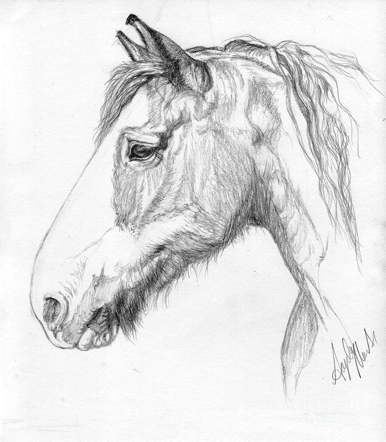 Portrait of a Clydesdale Drawing by Angela Marks Pixels