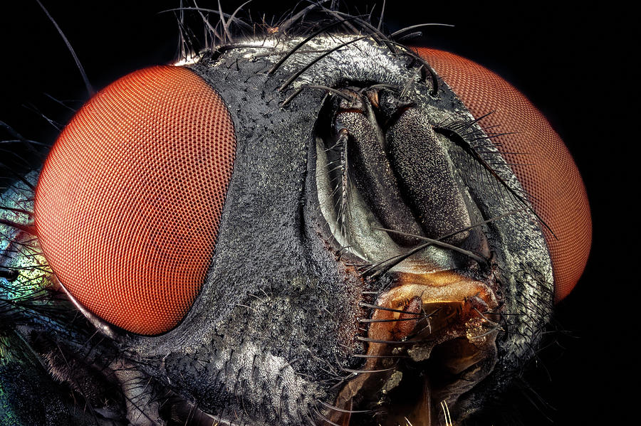 Portrait of a common green bottle fly Photograph by Mihai Andritoiu