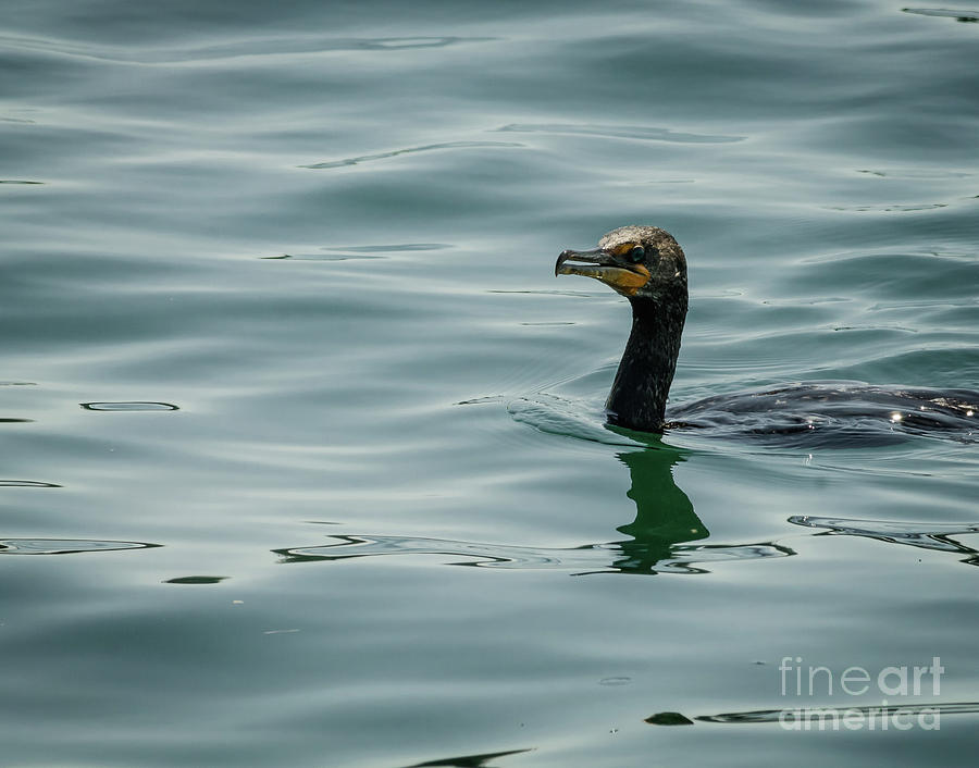 Portrait of a cormorant Photograph by Claudia M Photography