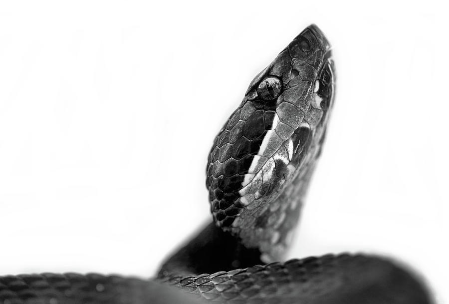 Portrait of a Cottonmouth Photograph by JC Findley