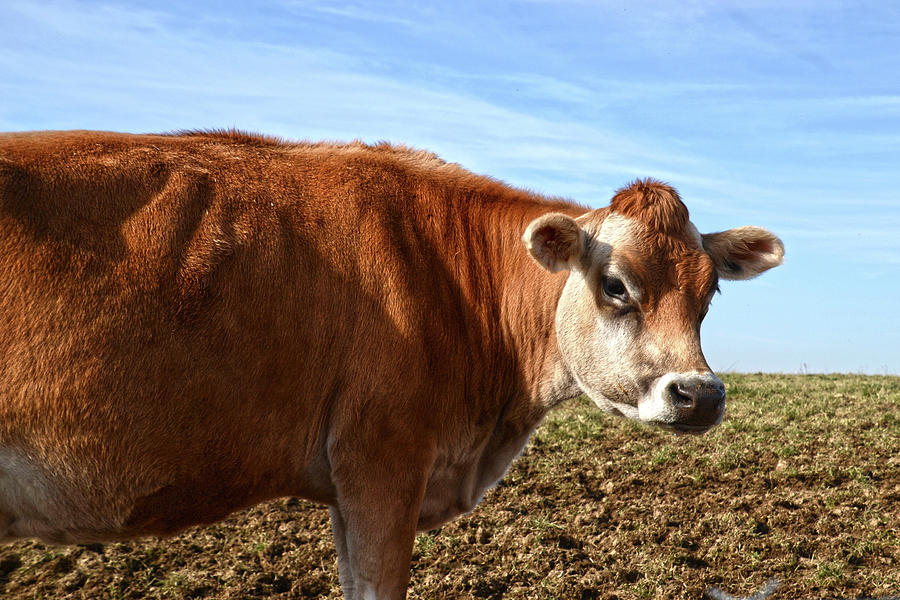 Portrait Of A Cow Photograph by Ann Bridges