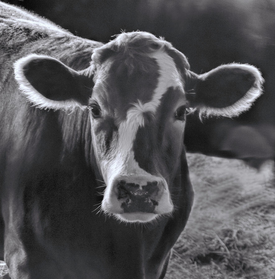 Up Movie Photograph - Portrait of a Cow in Black and White by Phyllis Taylor