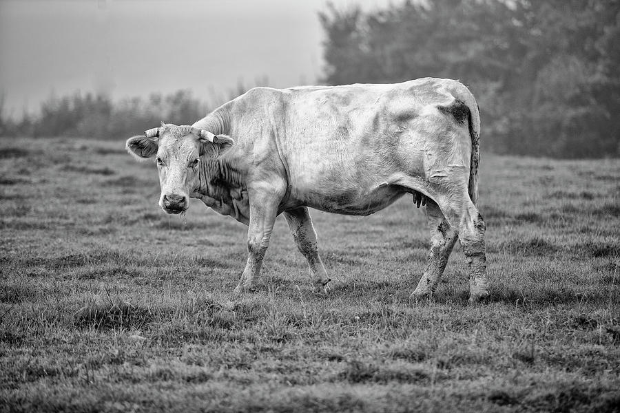 Summer Photograph - Portrait of a Cow by Nailia Schwarz