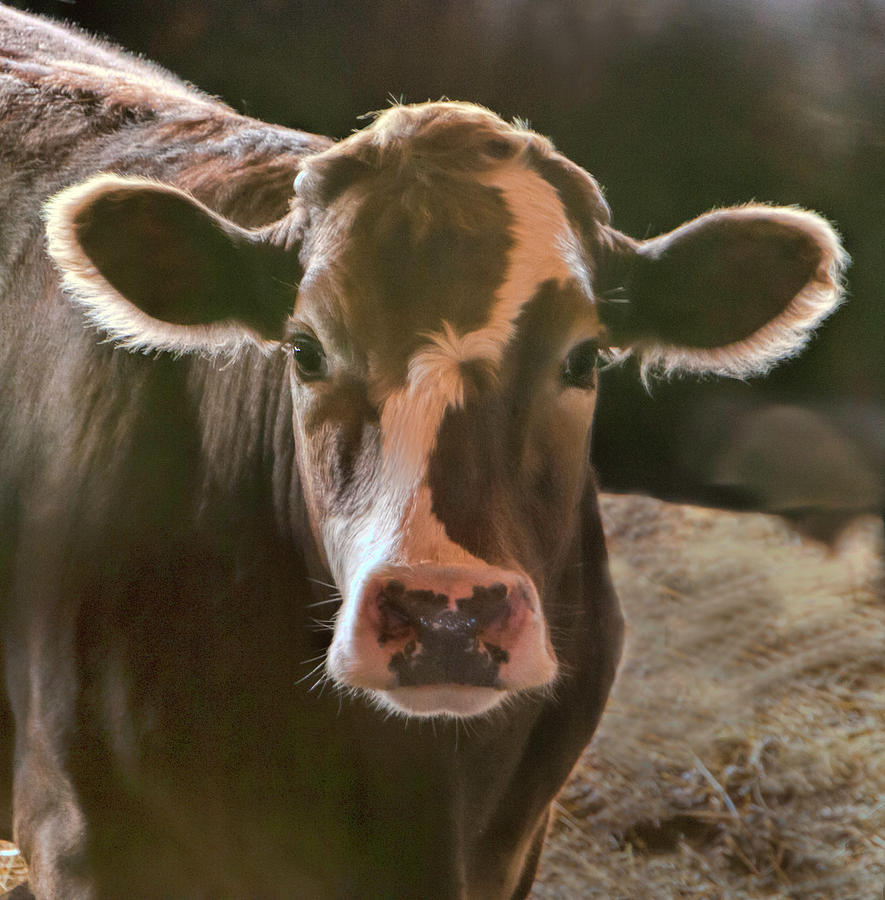 Portrait Photograph - Portrait of a Cow by Phyllis Taylor