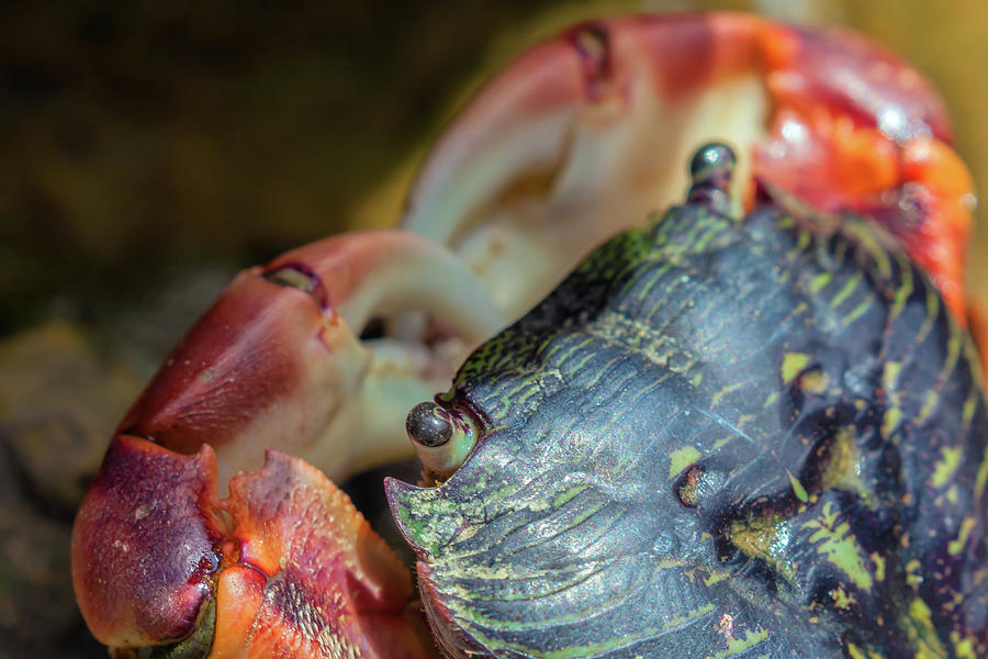 Portrait Of A Crab Photograph by Jonathan Nguyen