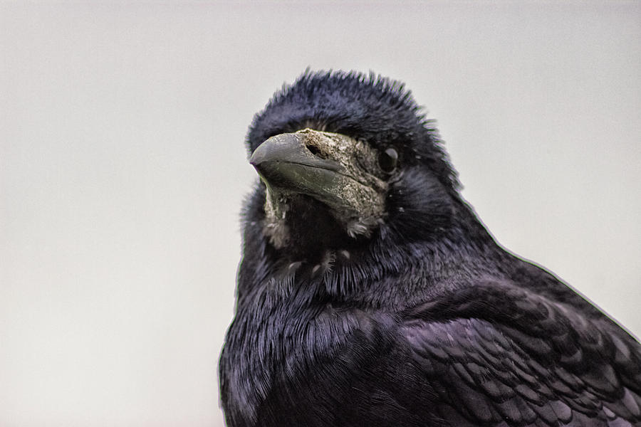 Portrait of a Crow Photograph by Martin Newman
