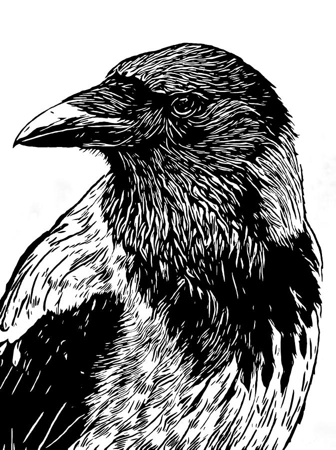 Portrait Of A Crow With Head Turned Looking In Black And