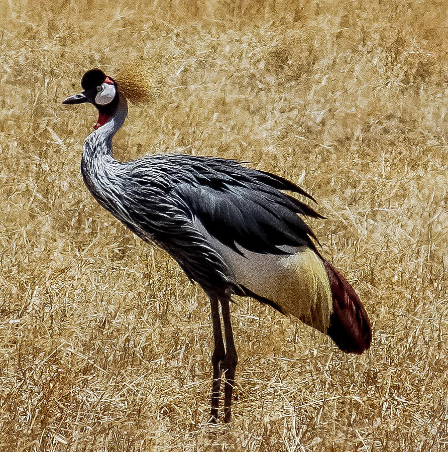Bird Photograph - Portrait of a Crowned Crane by Dee Johnson