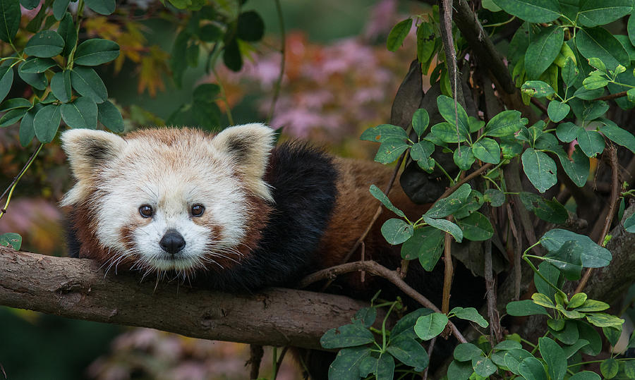 Portrait of a Curious Red Panda Photograph by Greg Nyquist