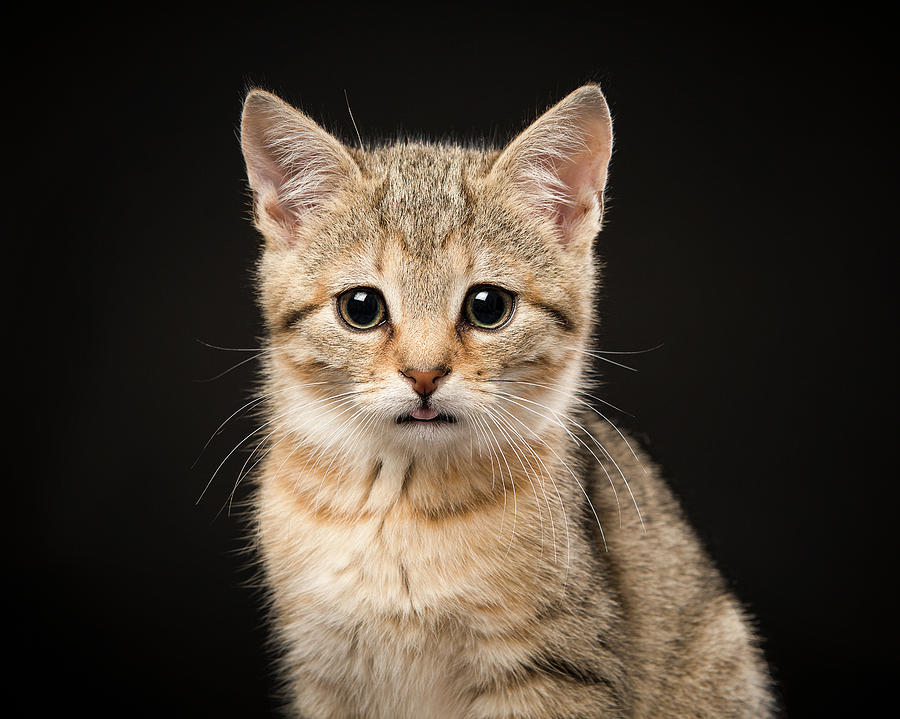 Portrait Of A Cute Tabby Baby Cat Looking At The Camera On A Bla