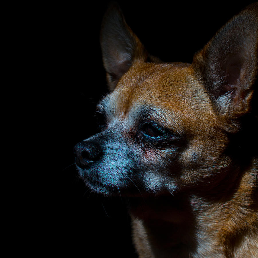 Dog Photograph - Portrait of a Dog by Christine Buckley