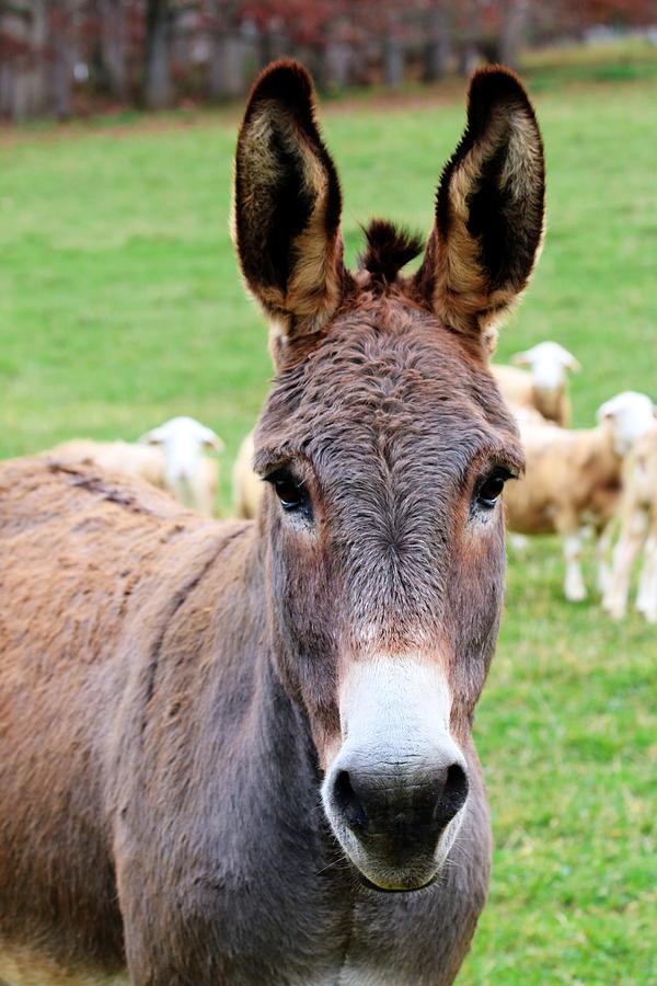 Portrait Of A Donkey Photograph by Carol Montoya