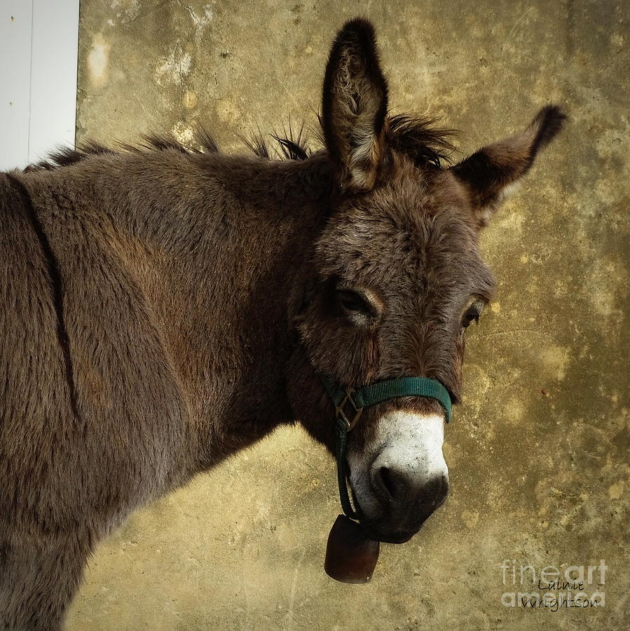 Portrait Of A Donkey Photograph by Lainie Wrightson