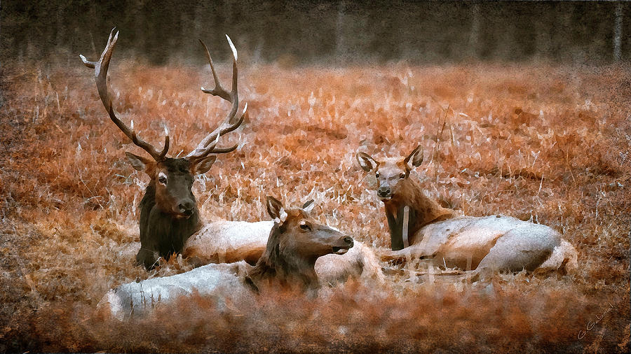 Elk Photograph - Portrait Of A Elk Family by Garett Gabriel Elk Photograph - Portrait Of A Elk Family by Garett Gabriel