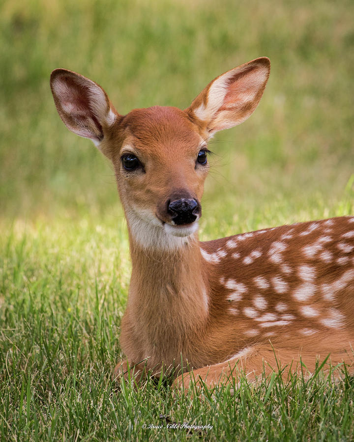 Portrait of a Fawn Photograph by Bruce Nikle | Fine Art America