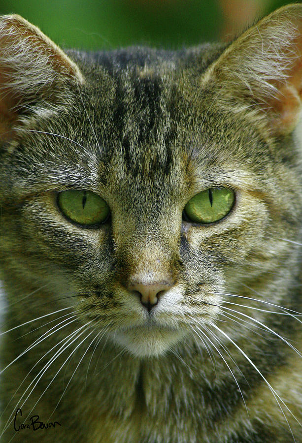 Portrait of a Feral Photograph by Cara Bevan - Fine Art America