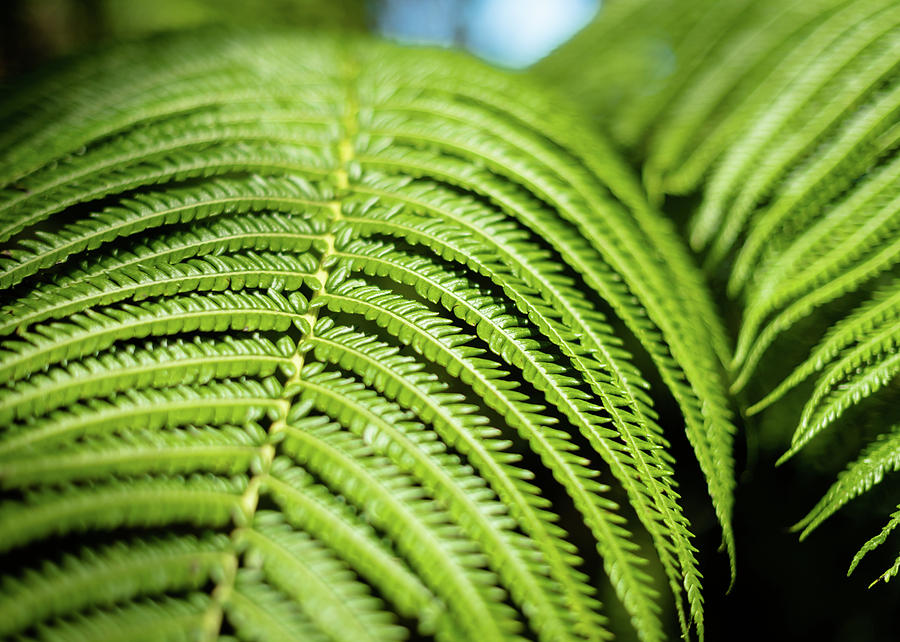 Portrait of a Fern by T Brian Jones Portrait of a Fern by T Brian Jones