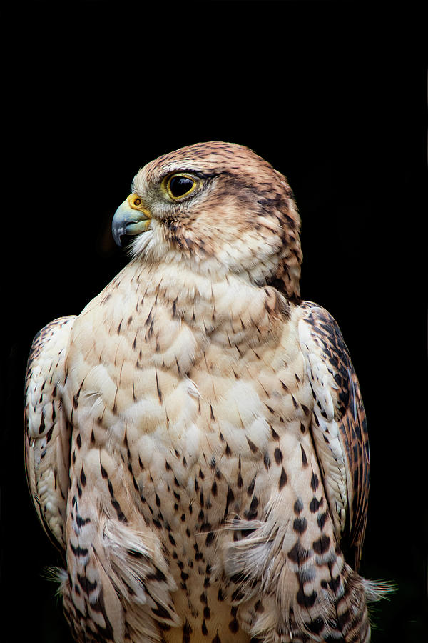 Portrait of a Ferruginous Hawk  Photograph by Peggy Collins