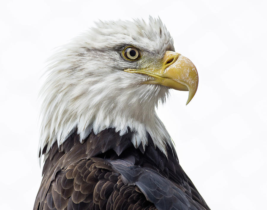 Portrait of a Fierce Eagle Photograph by Greg Nyquist