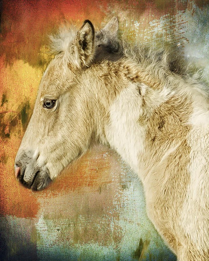Portrait of a Filly Photograph by Belinda Greb