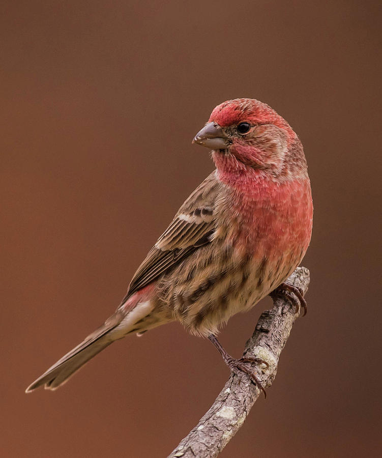 Portrait of a Finch Photograph by Jody Partin