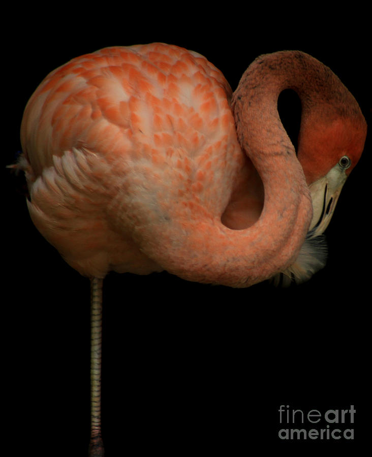 Portrait of a Flamingo Photograph by Toma Caul