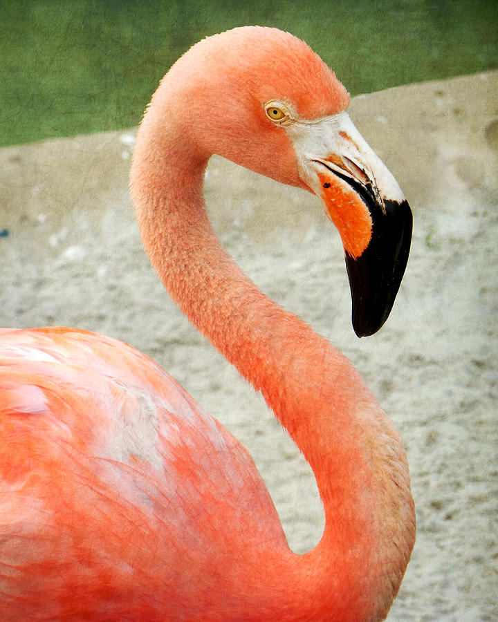 Portrait of a Flamingo Photograph by Valerie Reeves