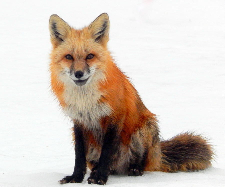 Wildlife Photograph - Portrait of a fox by Karen Cook