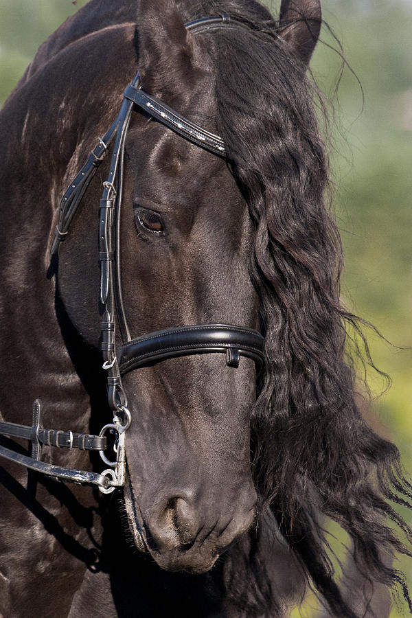 Portrait Of A Friesian Photograph by Wes and Dotty Weber