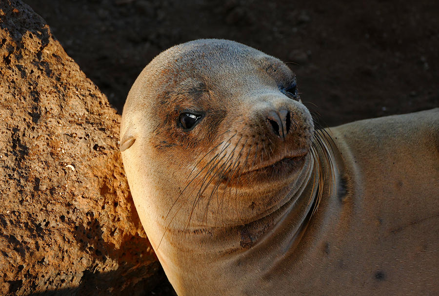 Portrait of a Galapagos Sea Lion Photograph by Jane Selverstone - Fine ...