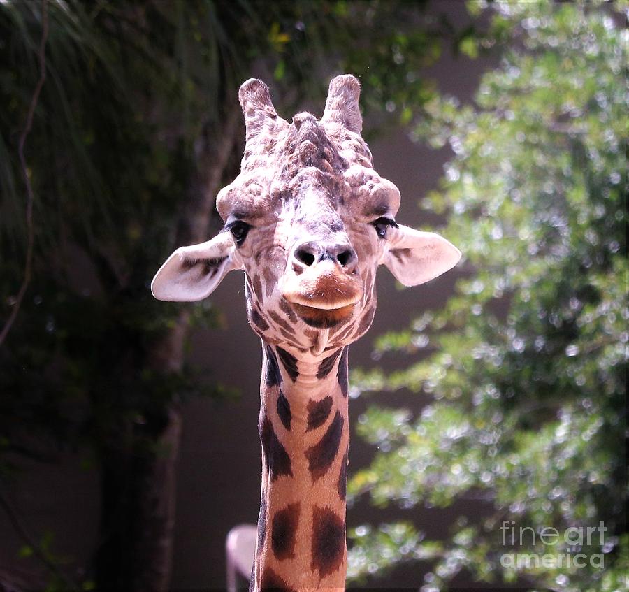 Portrait of a Giraffe Photograph by Diann Fisher