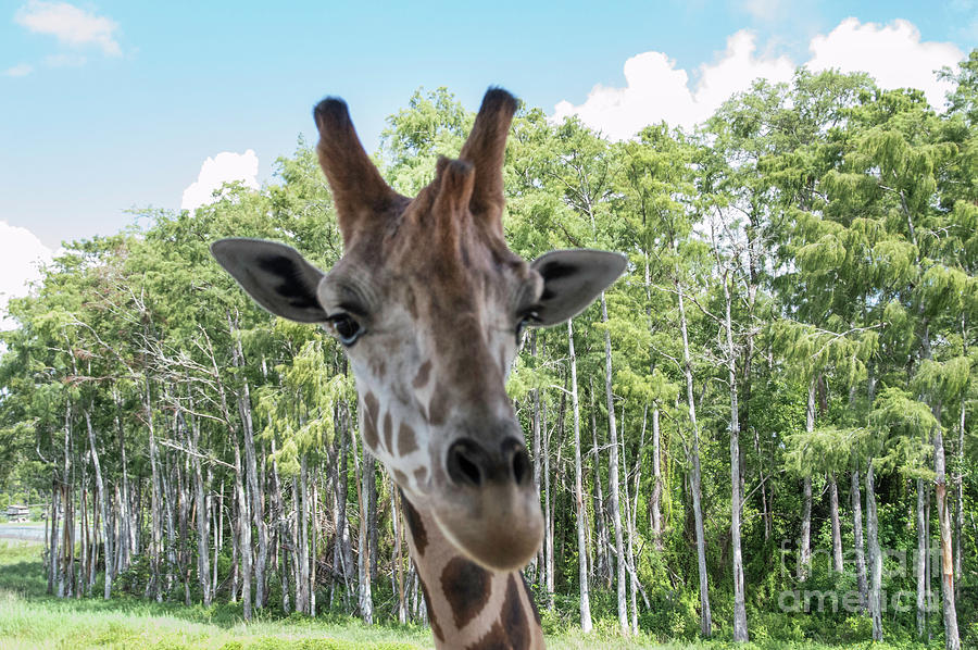 Portrait of a Giraffe Photograph by Judy Hall-Folde