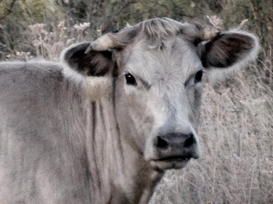 Portrait of a Girly Cow Photograph by Annie Adkins