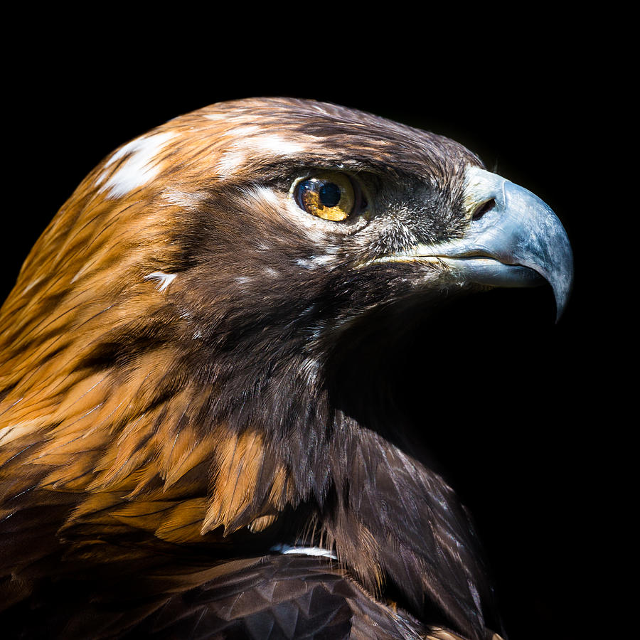 Portrait of a Golden Eagle Photograph by Mihai Andritoiu