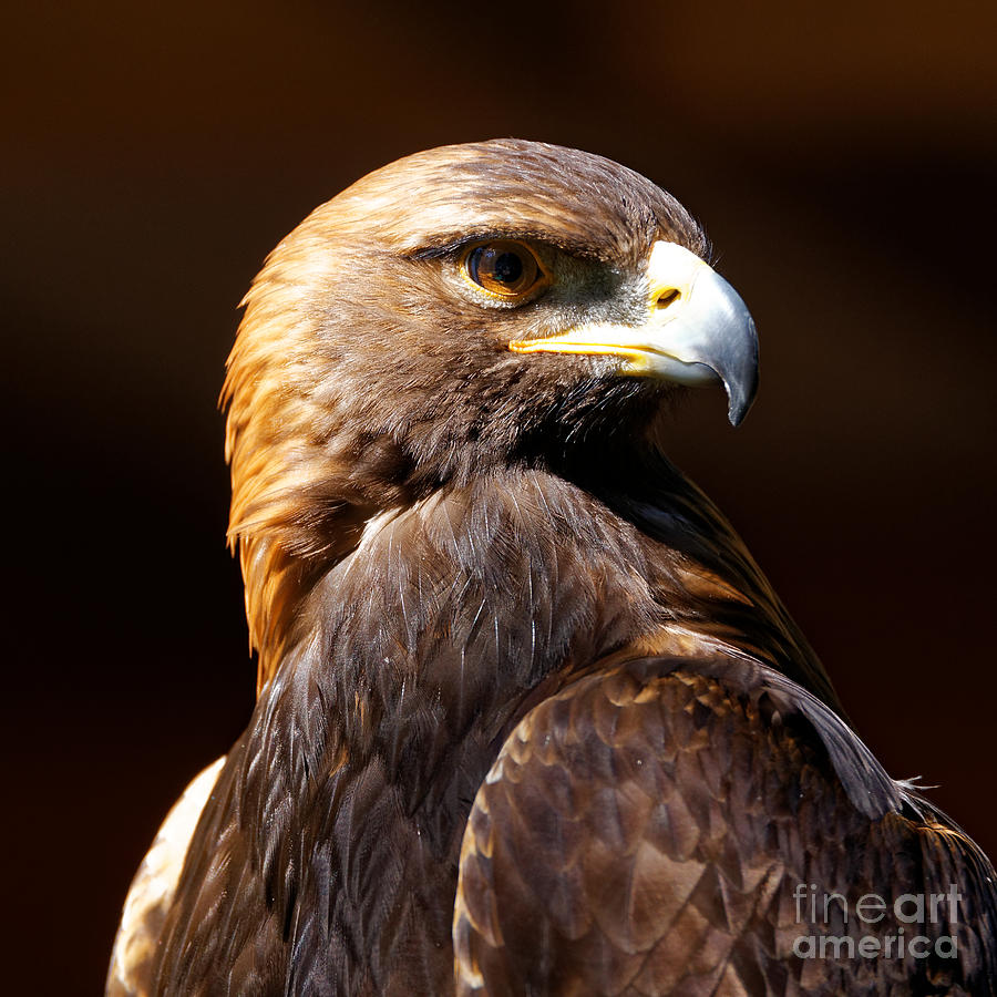Portrait of a Golden Eagle Photograph by Sue Harper