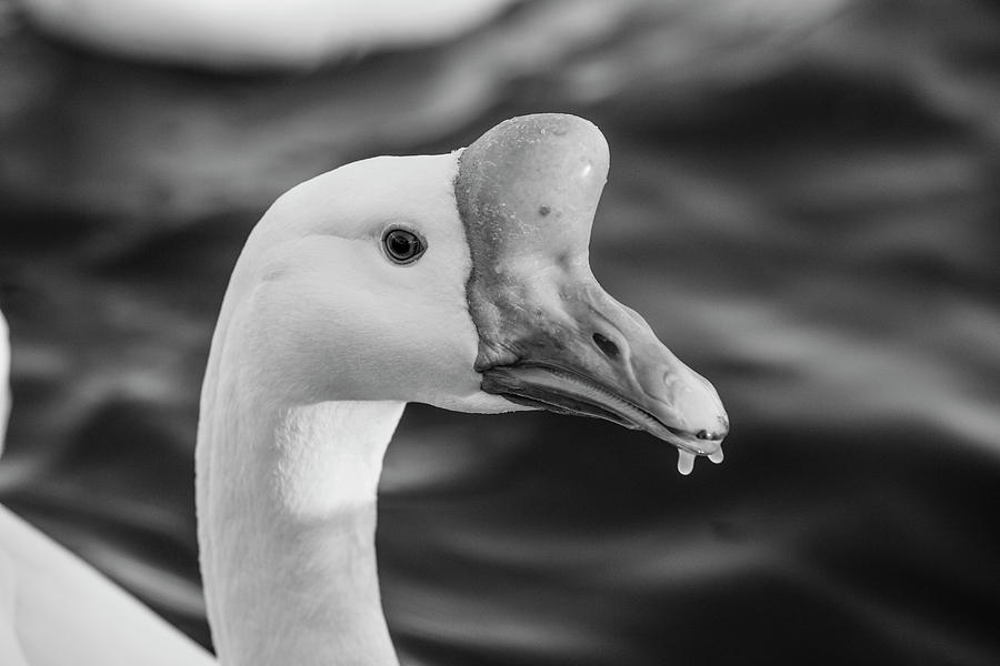 Portrait of a Goose Photograph by Jason Hughes
