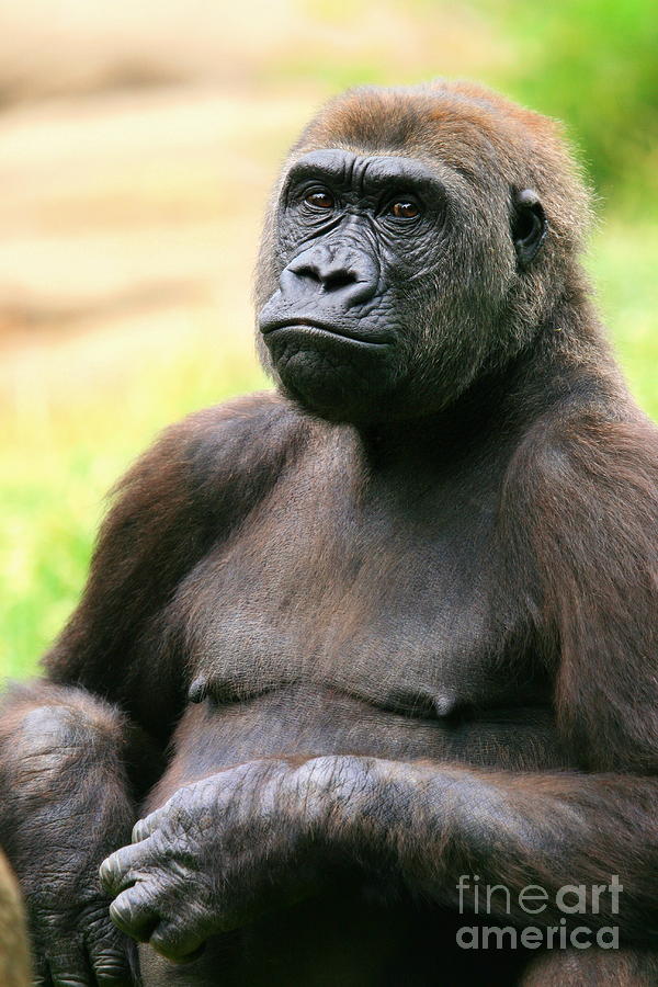 Portrait of a Gorilla Photograph by Angela Rath
