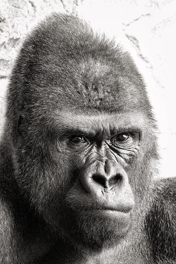 Gorilla Photograph - Portrait of a Gorilla by For Ninety One Days