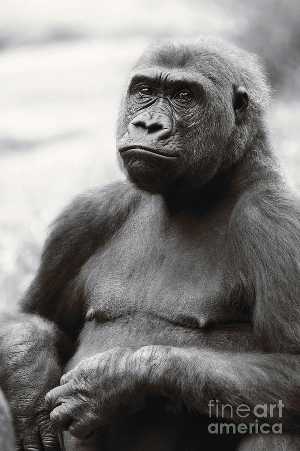 Portrait of a Gorilla in Black and White Photograph by Angela Rath
