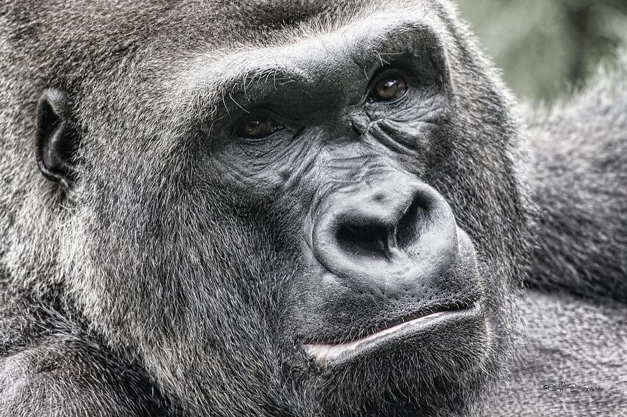 Portrait of a Gorilla by Jeff Swanson Portrait of a Gorilla by Jeff Swanson