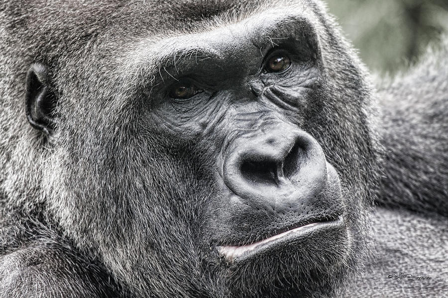 Omaha Photograph - Portrait of a Gorilla by Jeff Swanson