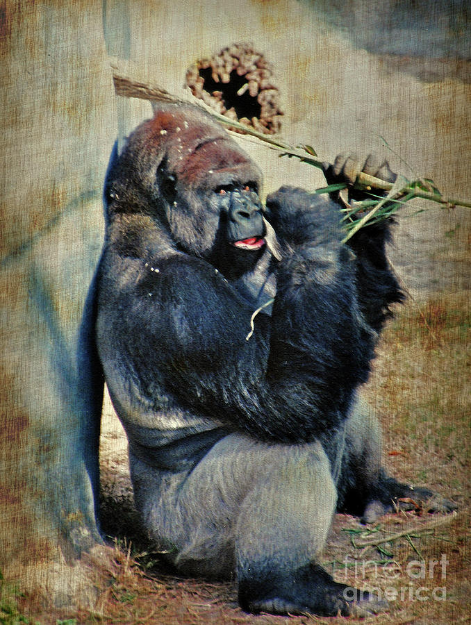 Portrait of A Gorilla Photograph by Lydia Holly