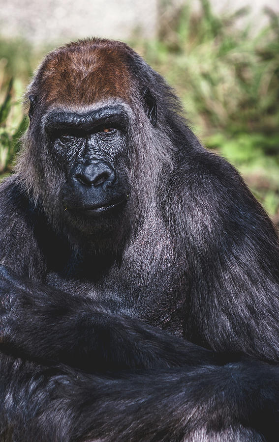 Portrait Of A Gorilla Photograph