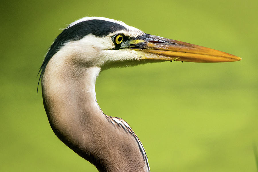 Portrait of a Great Blue Heron Photograph by Ira Marcus
