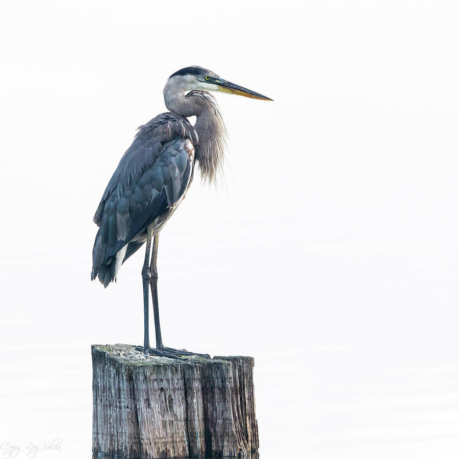 Portrait of a Great Blue Photograph by Ray Silva